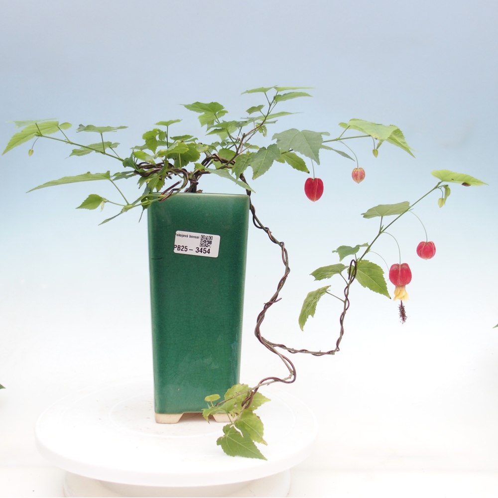 Zimmerbonsai - Abutilon Big Bell - Moltebeere