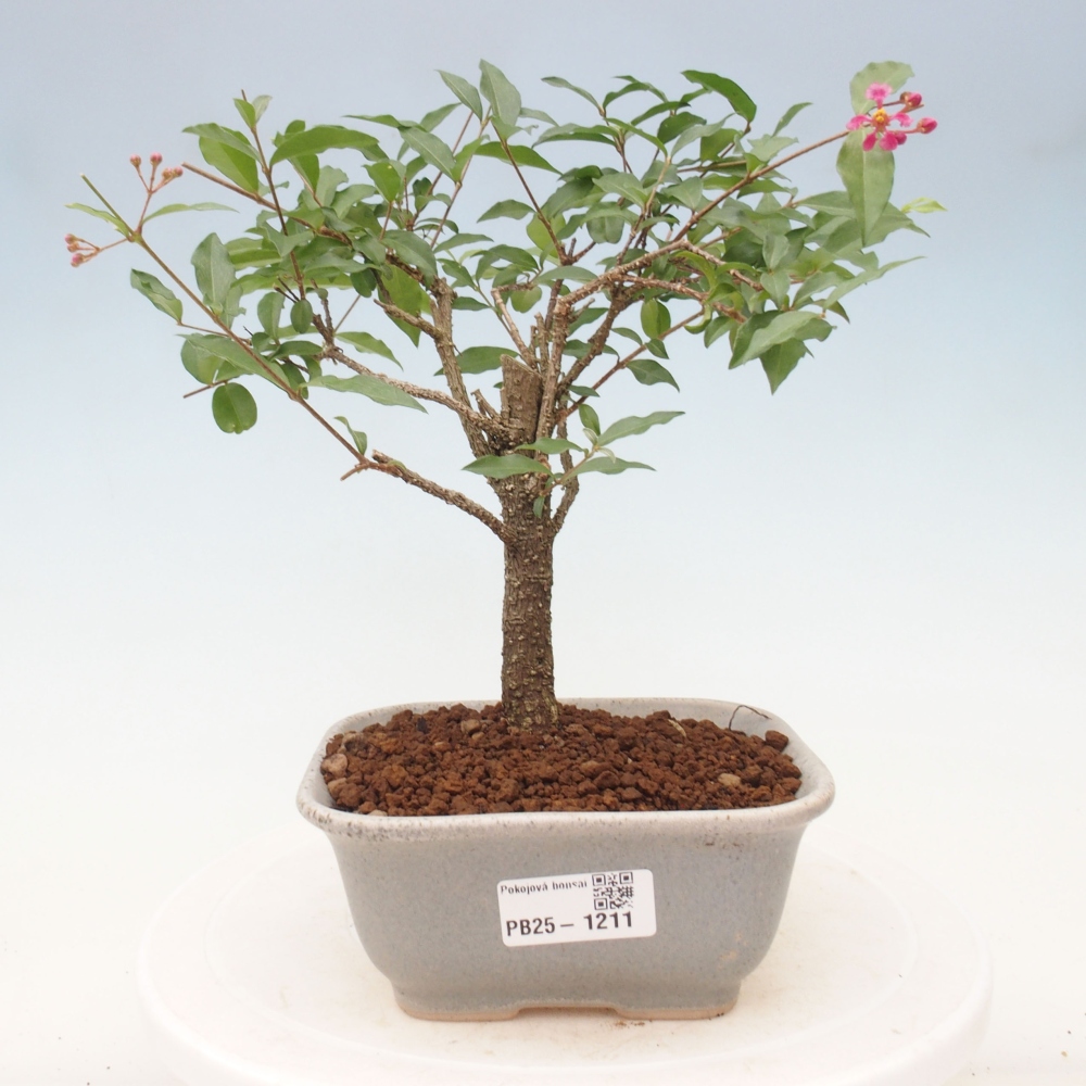 Zimmerbonsai - Malpighia coccigera - Barbdor-Kirsche