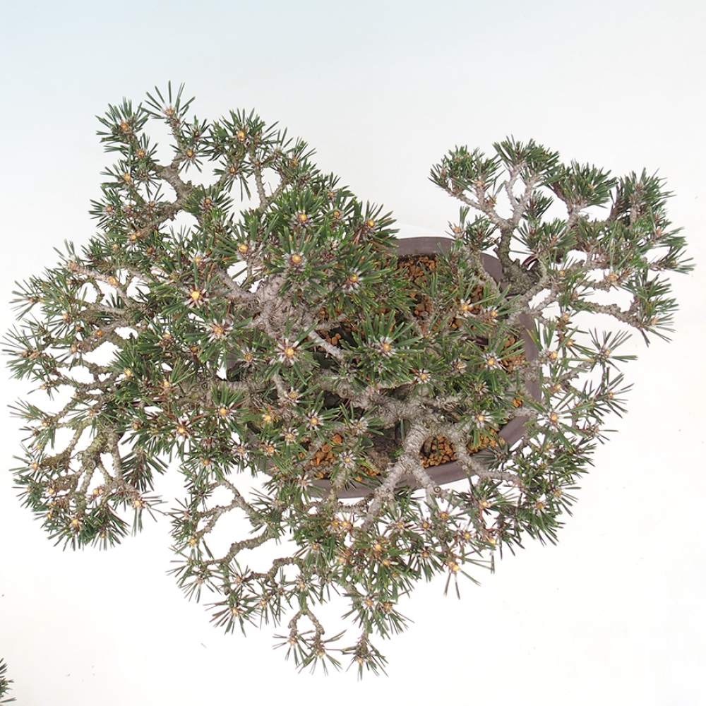 Bonsai für draußen - Pinus thunbergii Kotobuki - Thunberg-Kiefer