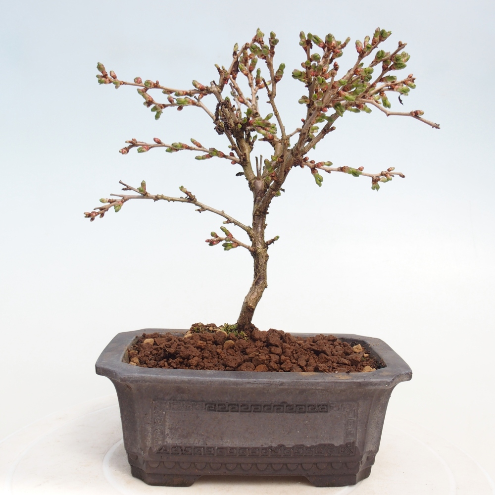 Bonsai für draußen - Prunus incisa Kojou-no mai-Plivon ausgeschnitten