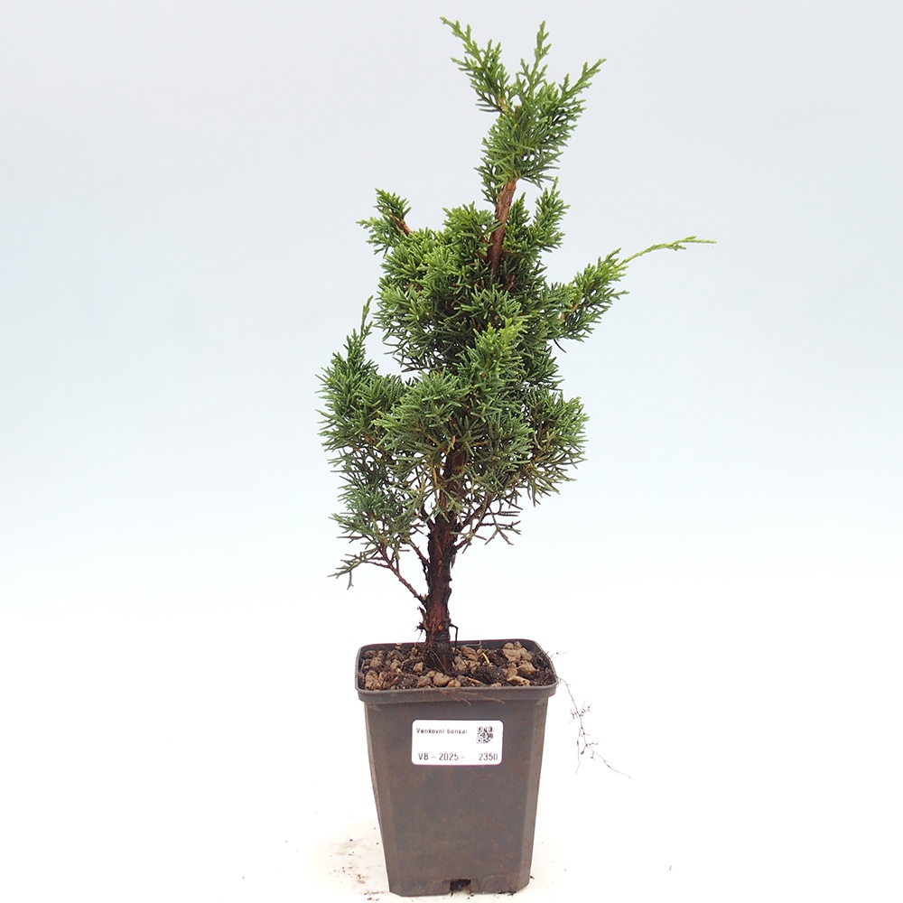 Outdoor-Bonsai - Juniperus chinensis Kishu - Chinesischer Wacholder