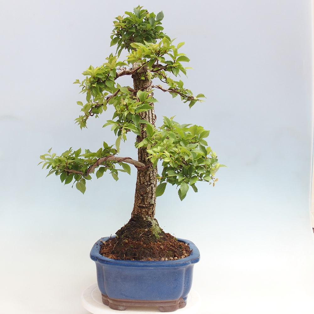 Bonsai im Freien - Zelkova - Zelkova NIRE