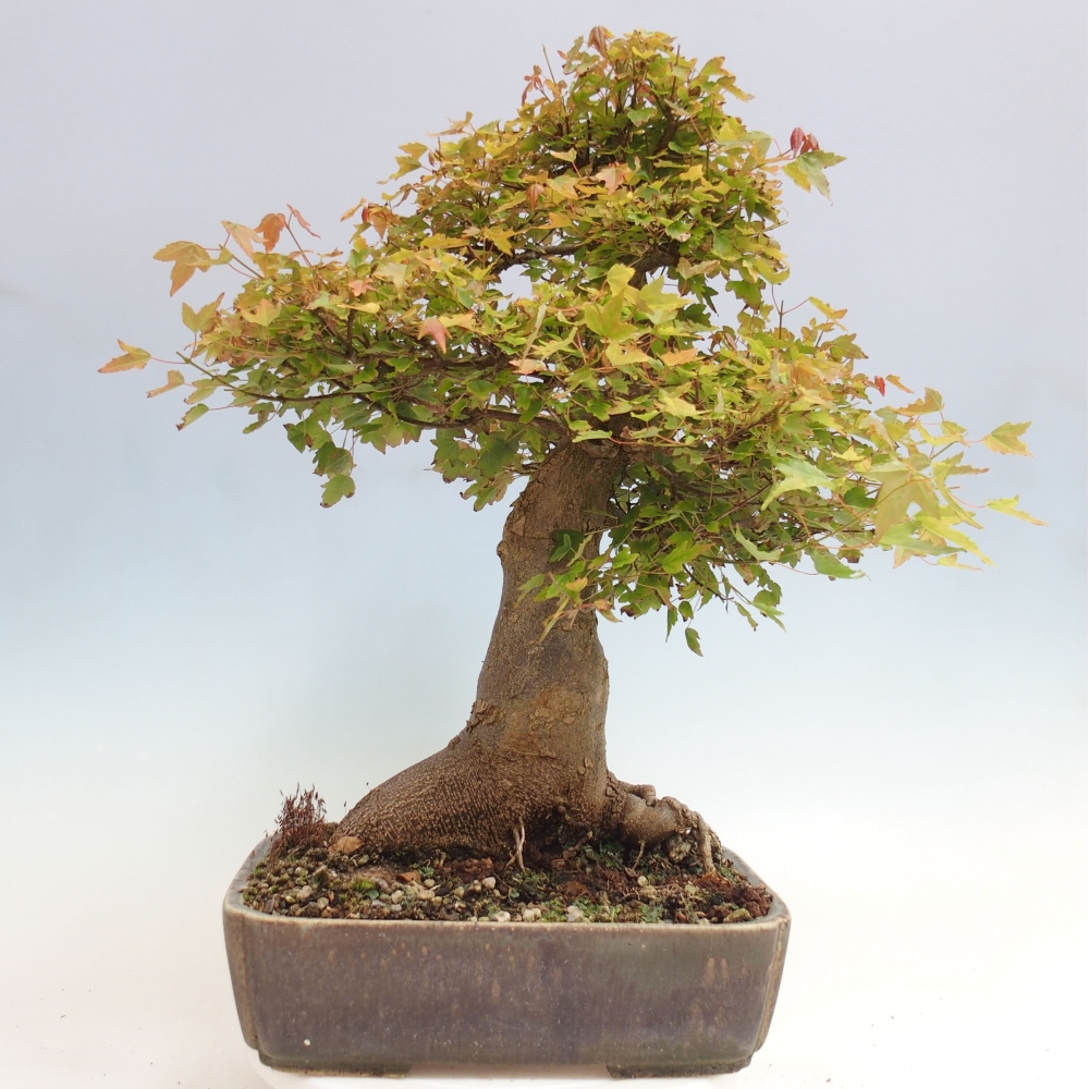 Bonsai im Freien - Ahorn Buergerianum - Burger Maple