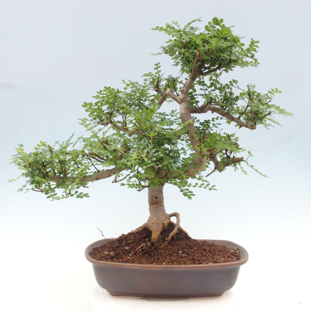 Zimmerbonsai - Zantoxylum piperitum - Pfefferminze