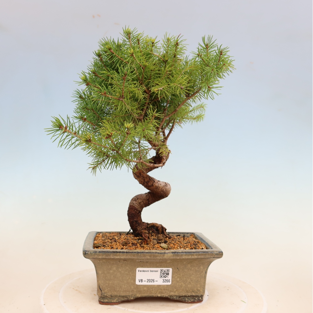 Bonsai für draußen - Fichte - Picea glauca globe