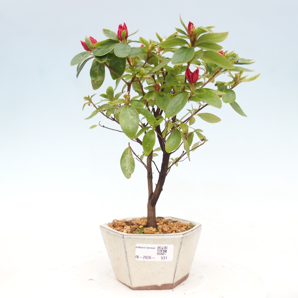 Bonsai für draußen - Japanische Azalee - Azalea sp.