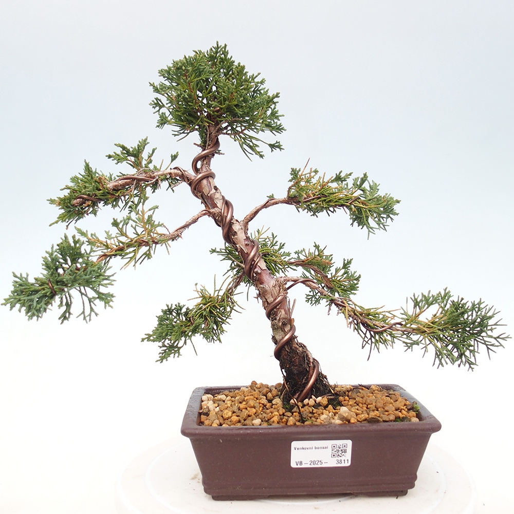 Bonsai für draußen - Juniperus chinensis Kishu