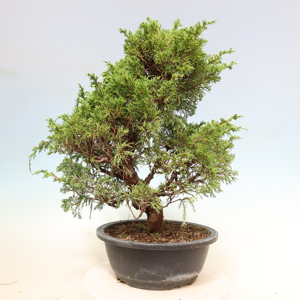 Bonsai für draußen - Juniperus chinensis Itoigawa-Juniperus chinensis