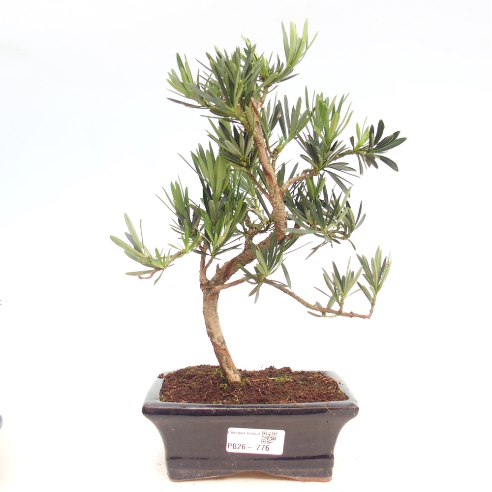 Zimmerbonsai - Podocarpus - Stein-Eibe
