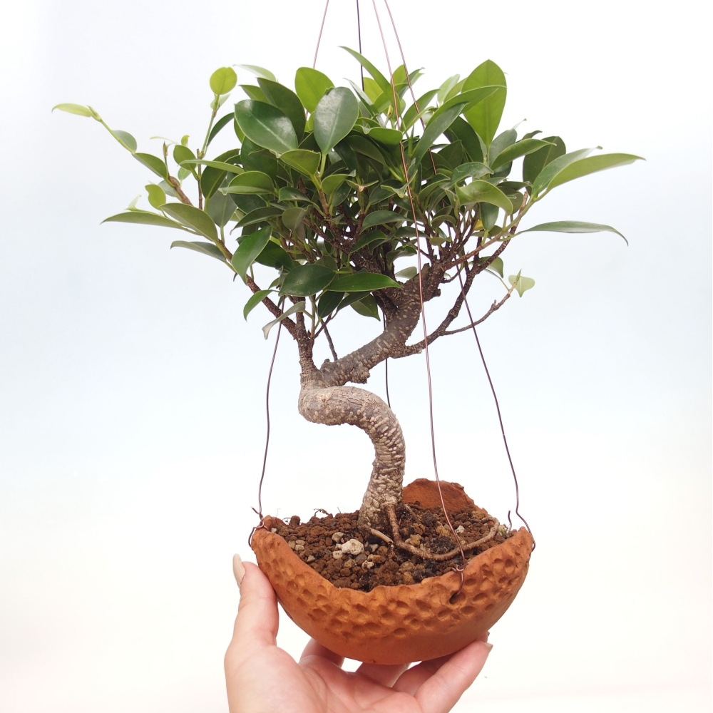 Kokedama aus Keramik - Kleinblättriger Ficus - Ficus kimmen