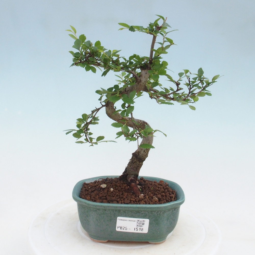 Zimmer Malolistý Ulme Bonsai