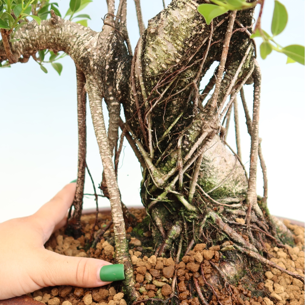 Zimmerbonsai - Ficus kimmen - Kleinblättriger Ficus