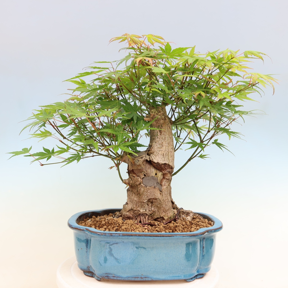 Bonsai für draußen - Ahorn Burger - Acer Burgerianum