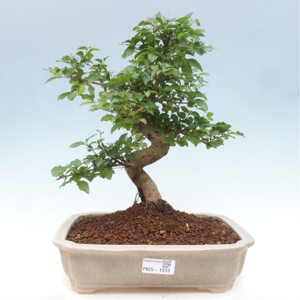 Zimmerbonsai - Ligustrum chinensis - Vogelperspektive
