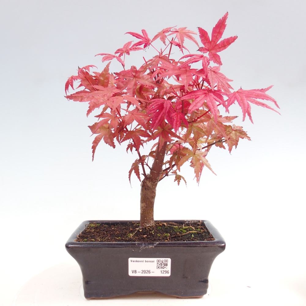 Bonsai für draußen - Acer palmatum DESHOJO
