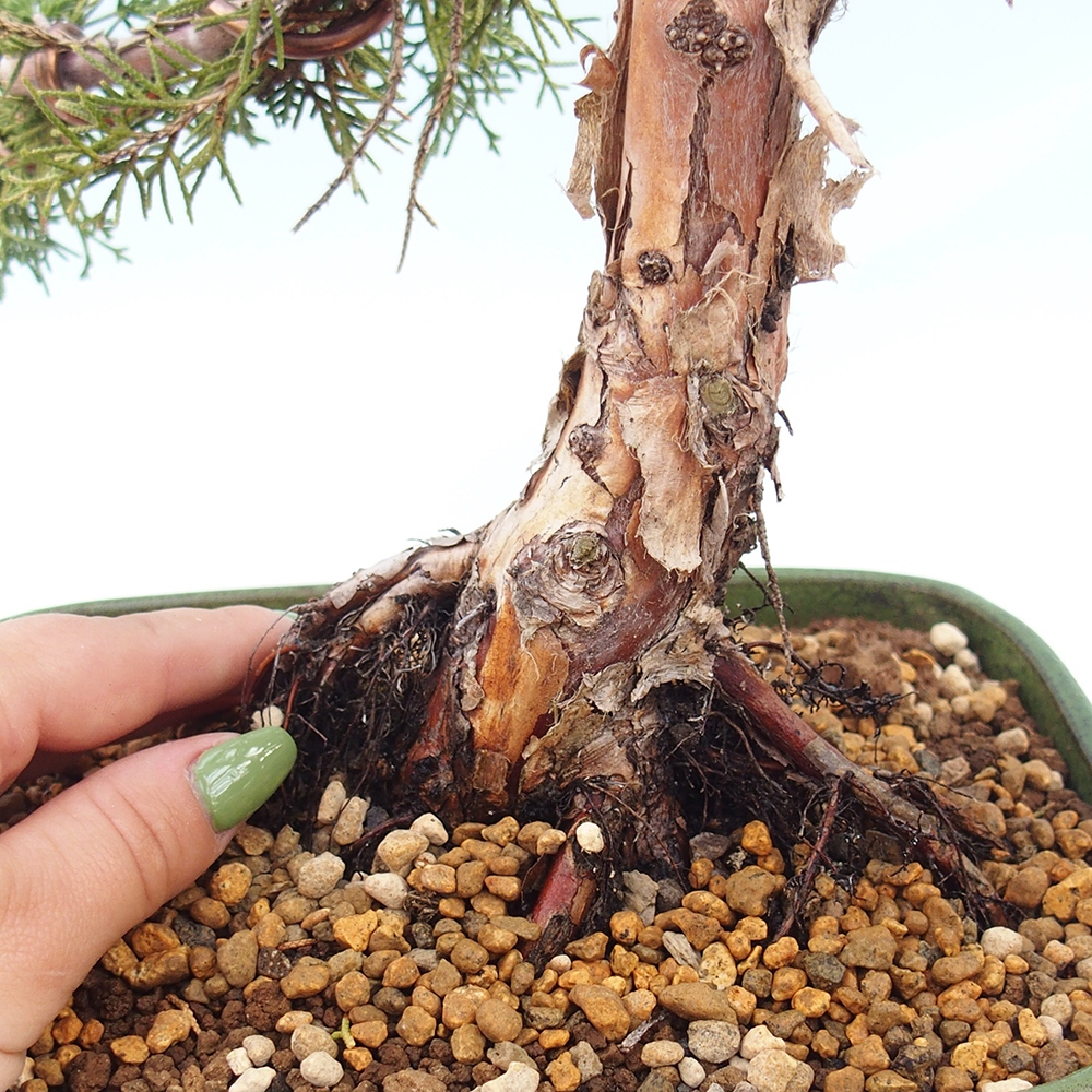 Outdoor-Bonsai - Juniperus chinensis Kishu - Chinesischer Wacholder