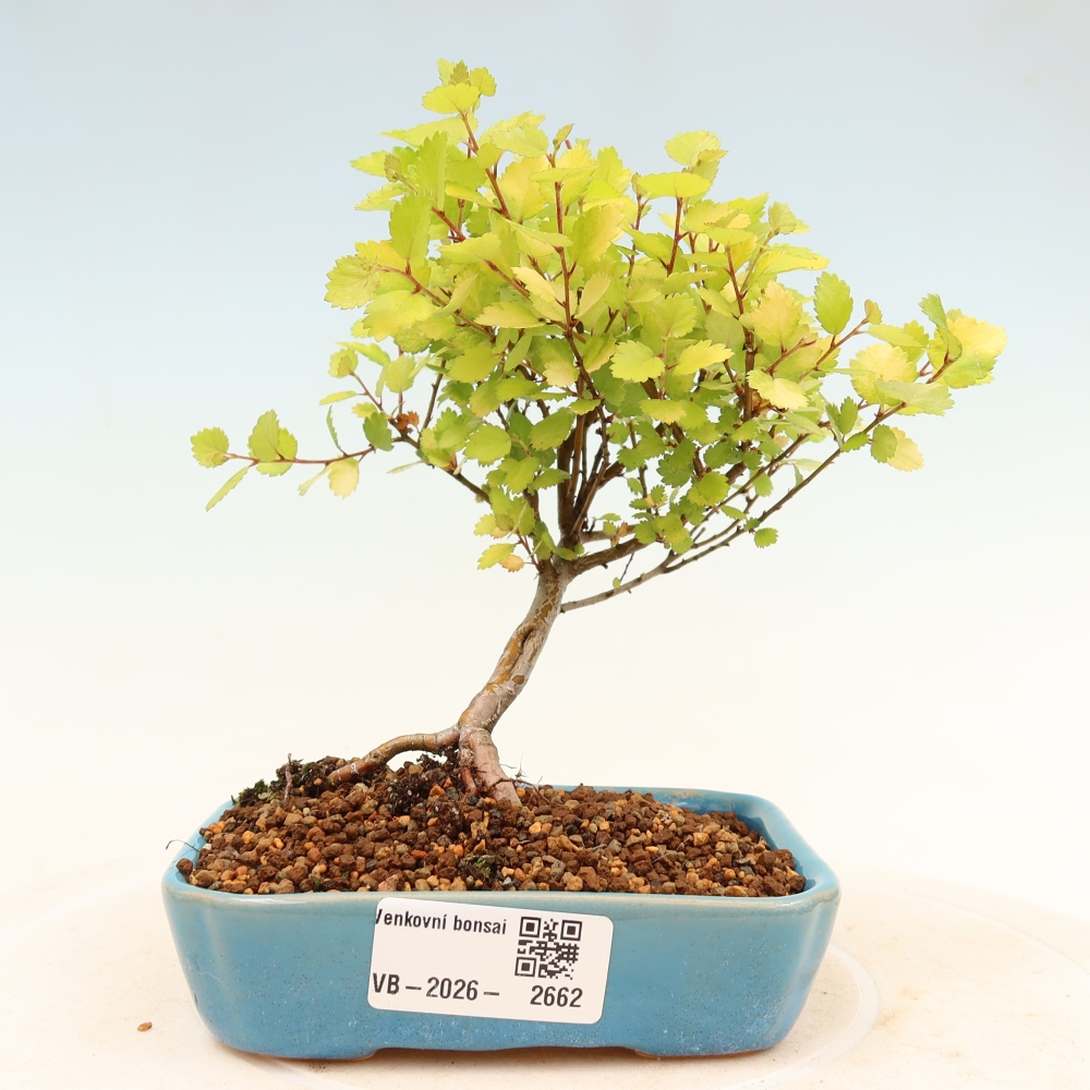 Bonsai im Freien - Zwergbirke - Betula NANA Treasure