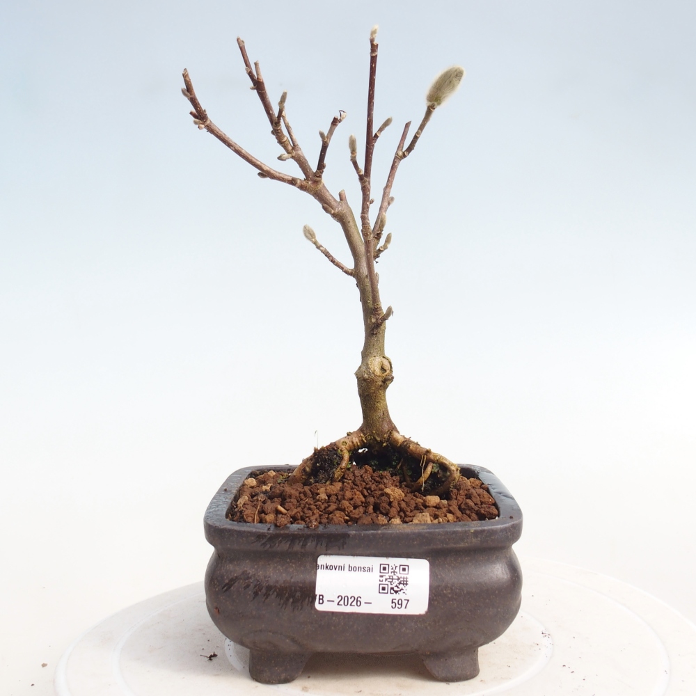 Bonsai für draußen - Magnolia stellata