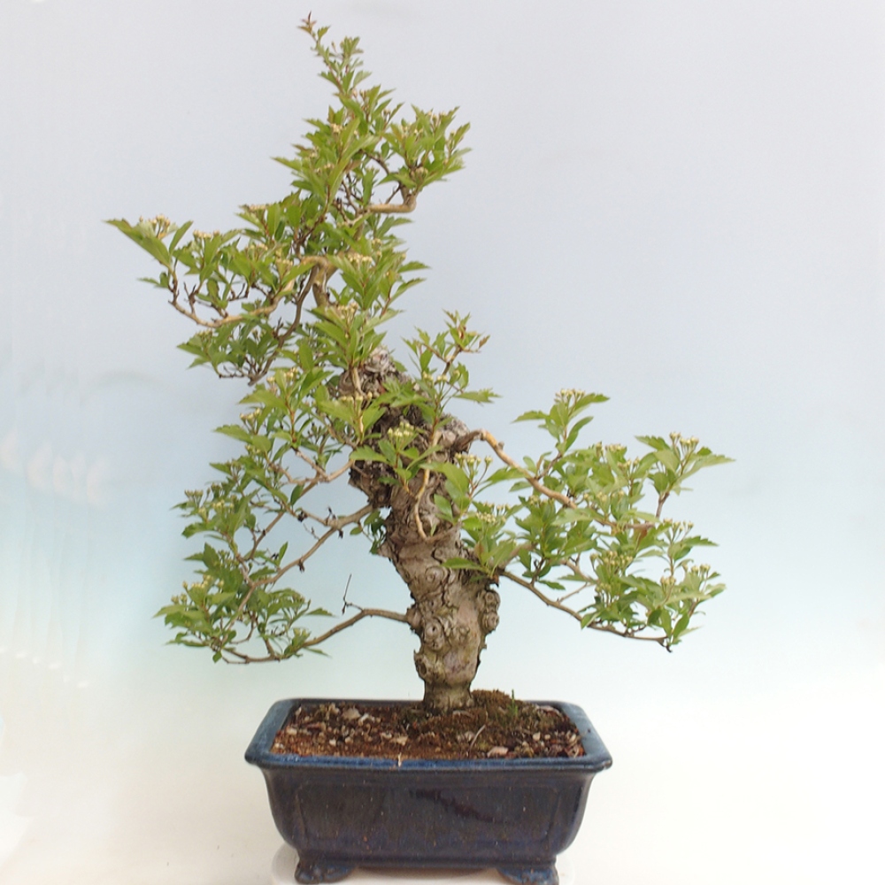 Bonsai im Freien - Weißdorn - Crataegus cuneata