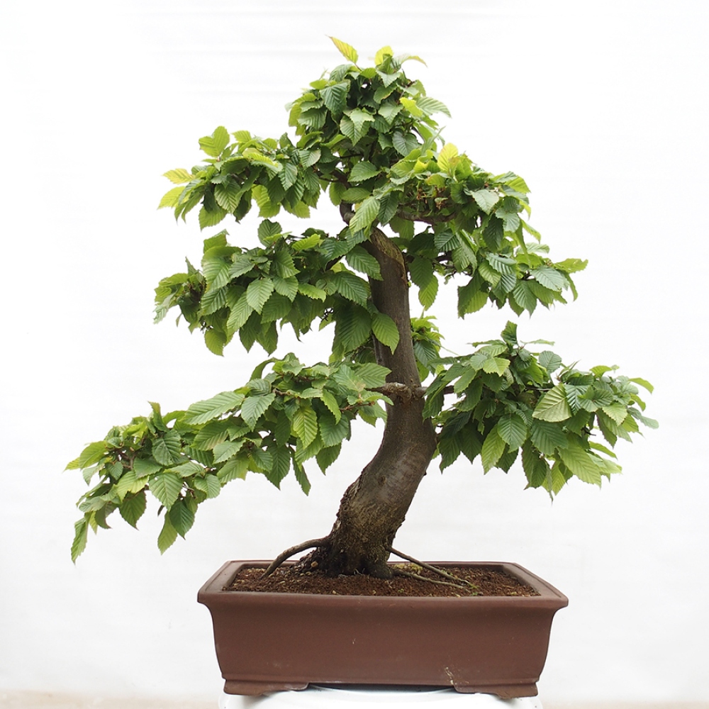 Bonsai im Freien - Hainbuche - Carpinus betulus