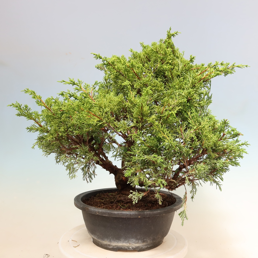 Bonsai für draußen - Juniperus chinensis Itoigawa-Juniperus chinensis