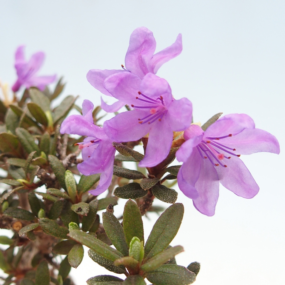 Outdoor-Bonsai - Rhododendron - Skunk