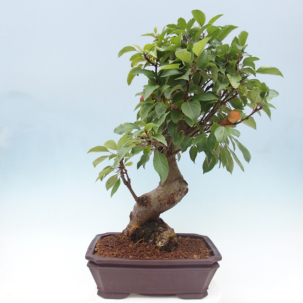 Bonsai im Freien - Malus halliana - Kleinfruchtiger Apfelbaum