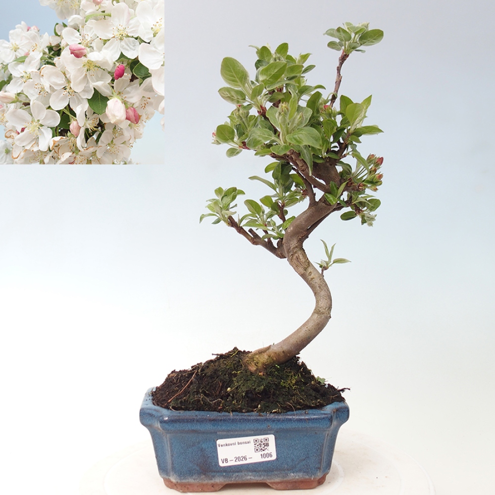 Outdoor-Bonsai -Malus halliana - Kleinfrüchtiger Apfelbaum