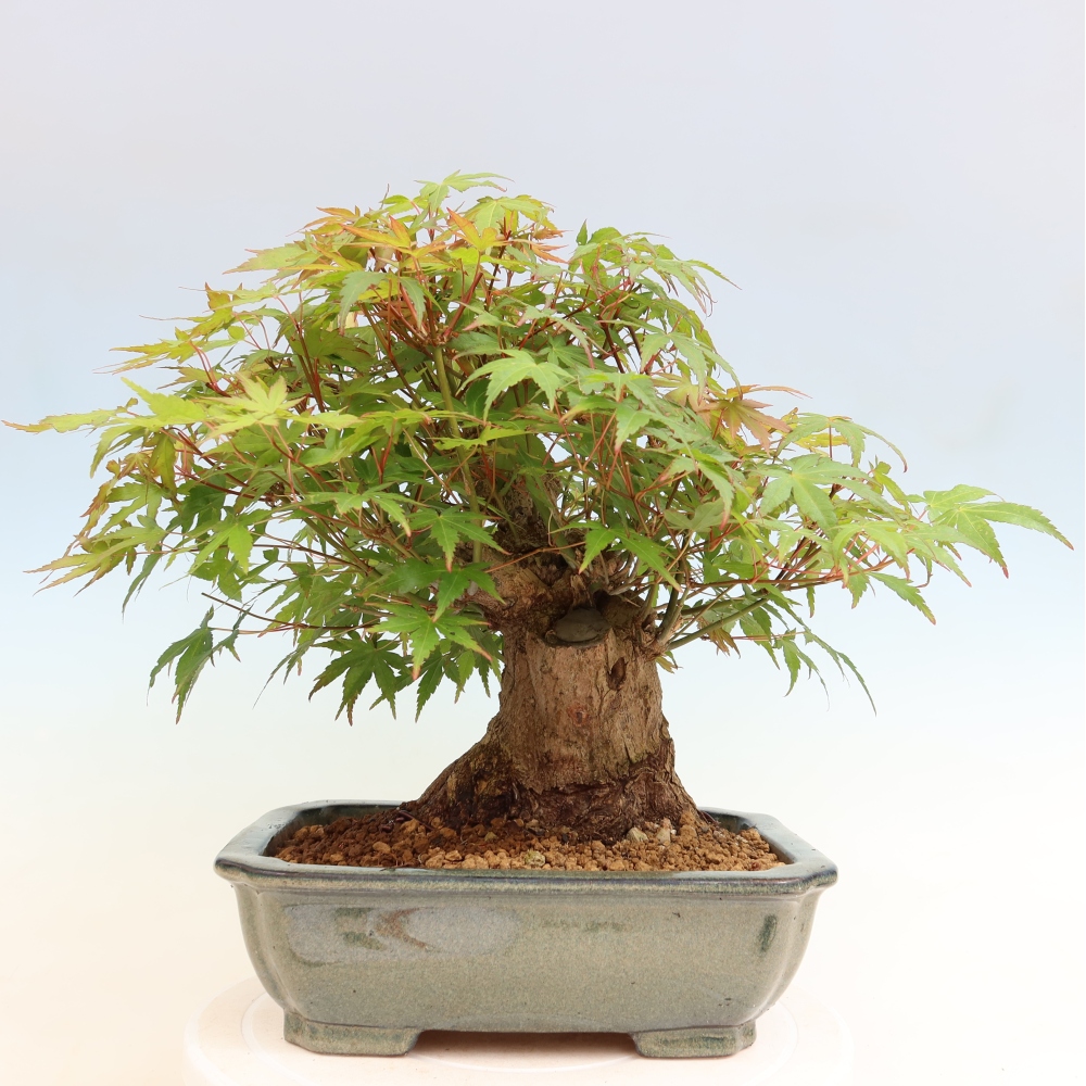 Bonsai für draußen - Ahorn Burger - Acer Burgerianum