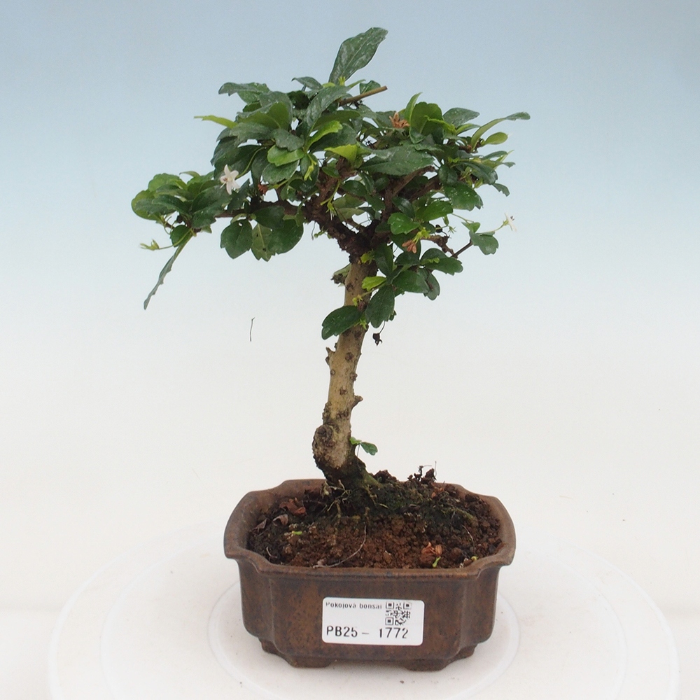 Zimmerbonsai - Carmona Macrophylla - Fuki-Tee