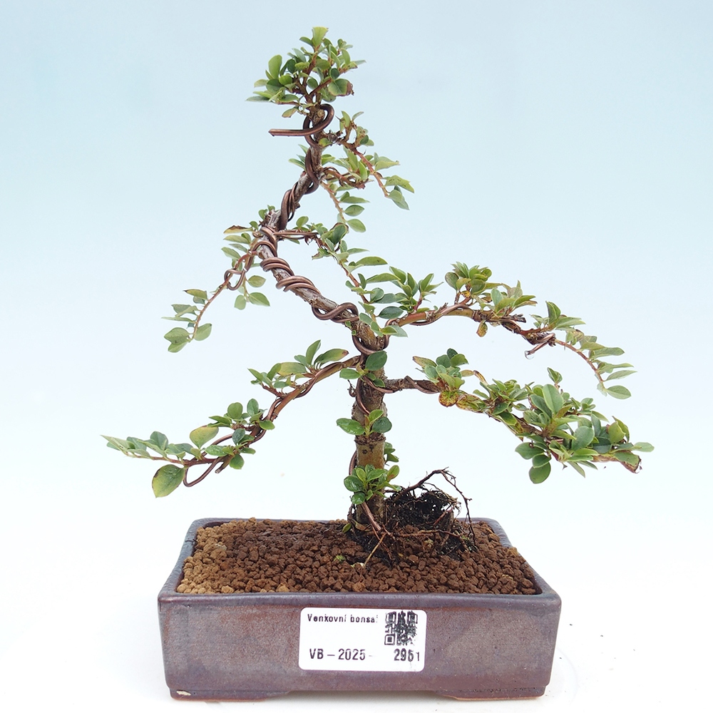 Bonsai im Freien - Cotoneaster horizontalis - Felsenbaum