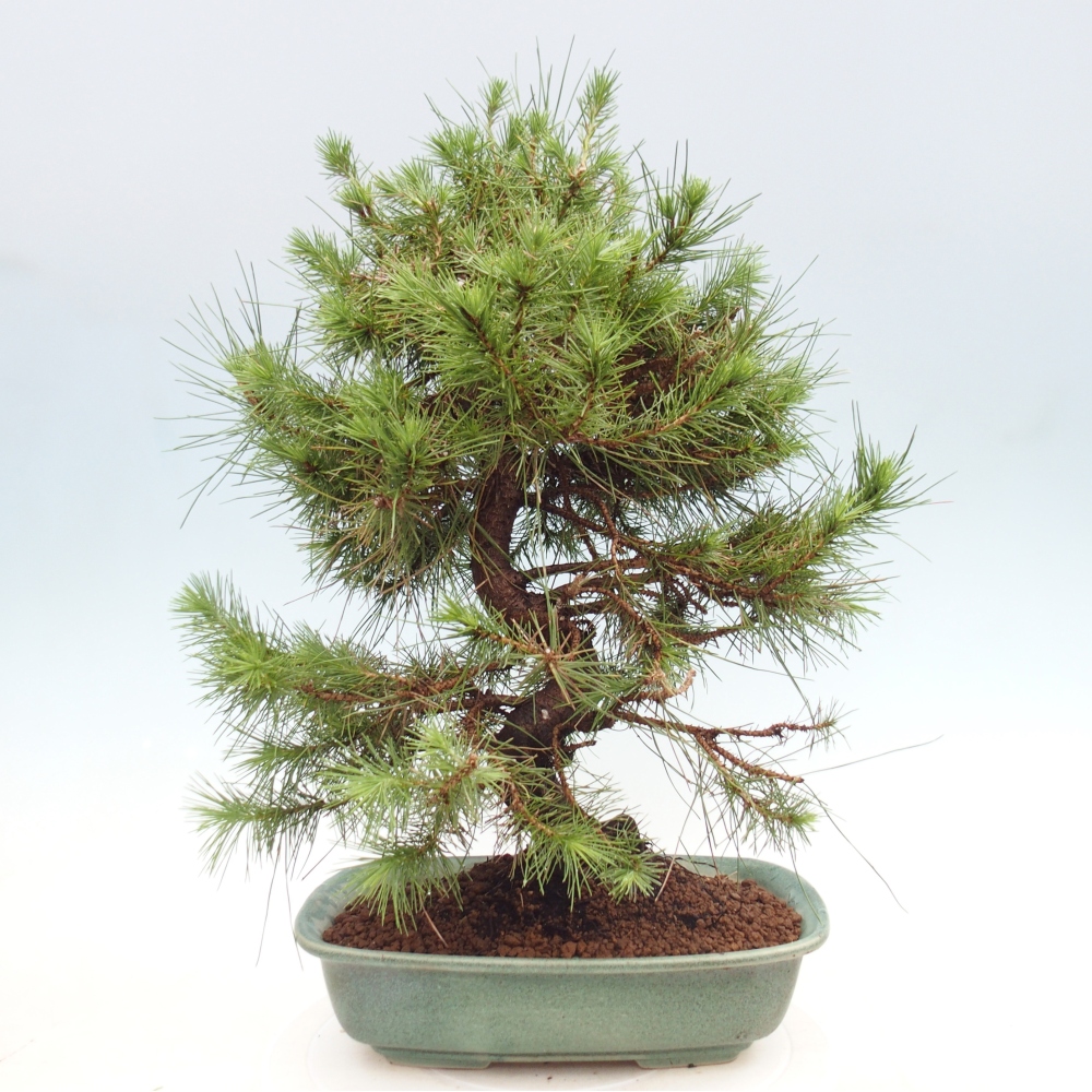 Zimmer Bonsai-Pinus halepensis-Kiefer von Aleppo