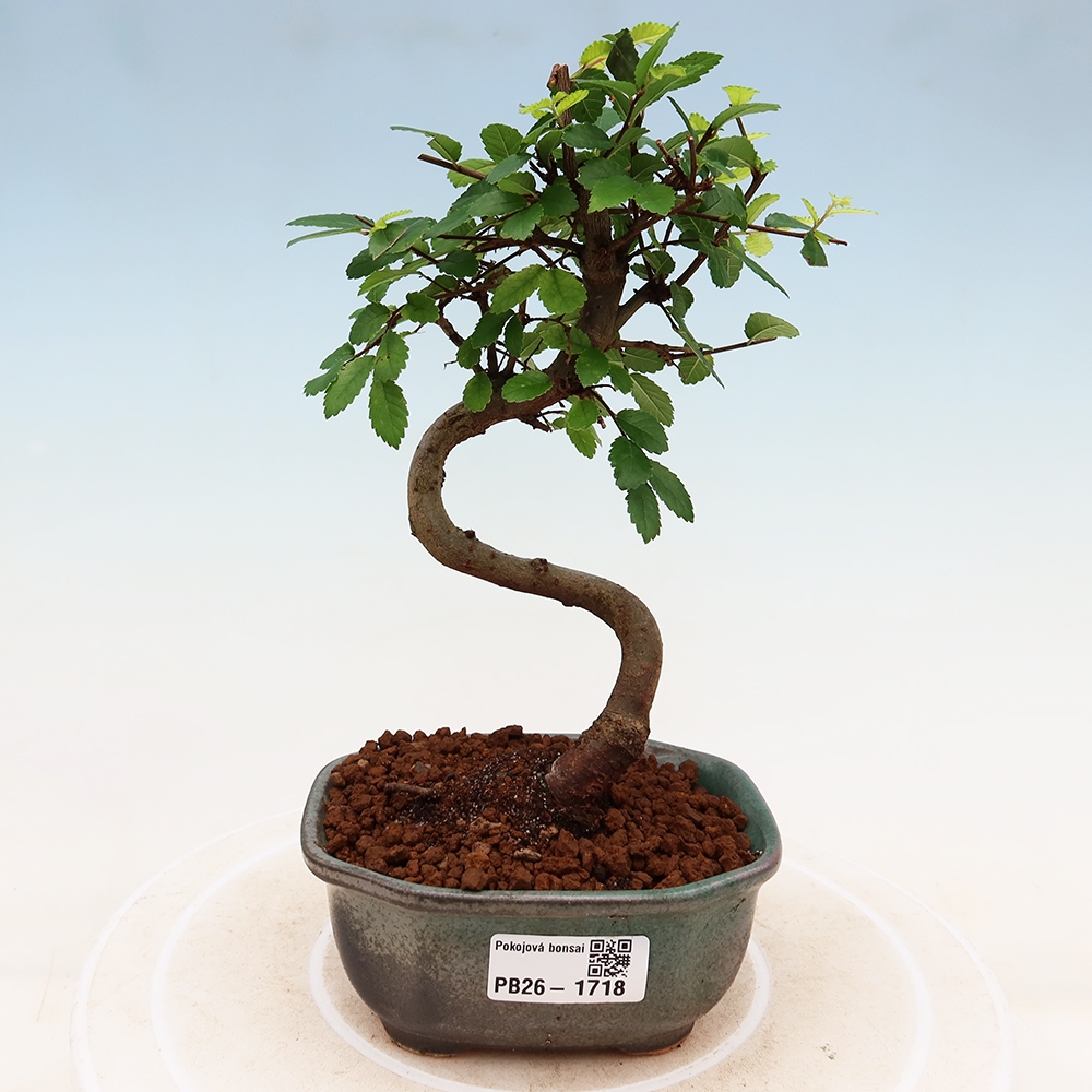 Zimmerbonsai - Ulmus parvifolia - Kleinblättrige Ulme