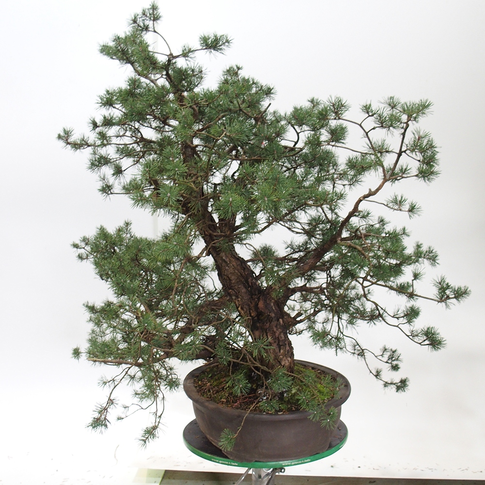 Yamadori - Pinus sylvestris Spanien