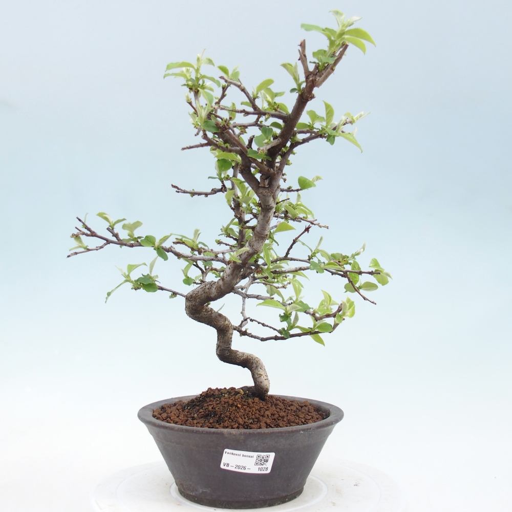 Bonsai für draußen - Chaneomeles chinensis