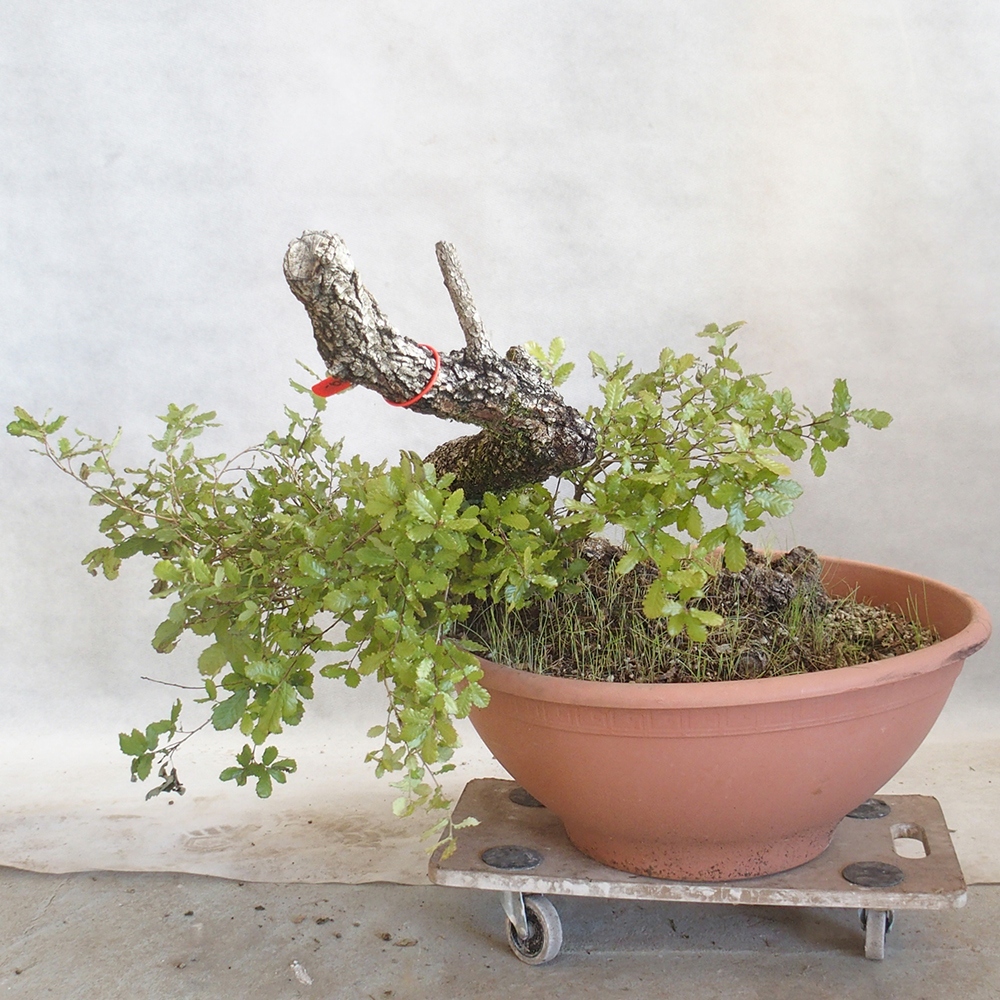 Freilandbonsai Quercus Cerris - Eiche Cer