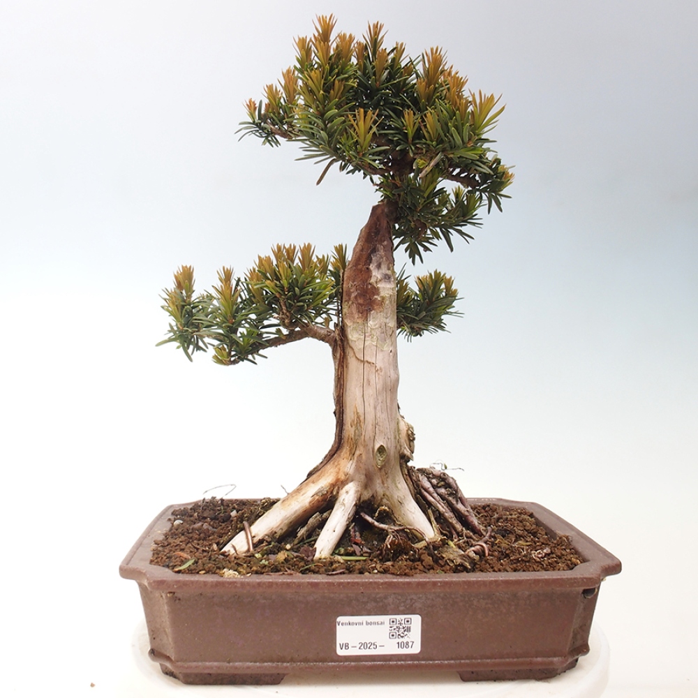 Bonsai im Freien - Taxus cuspidata - Japanische Eibe