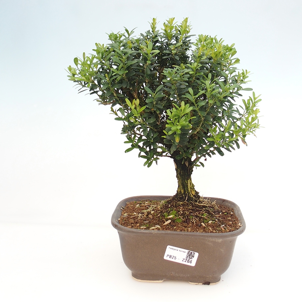 Zimmerbonsai - Buxus harlandii - Korkbuchsbaum