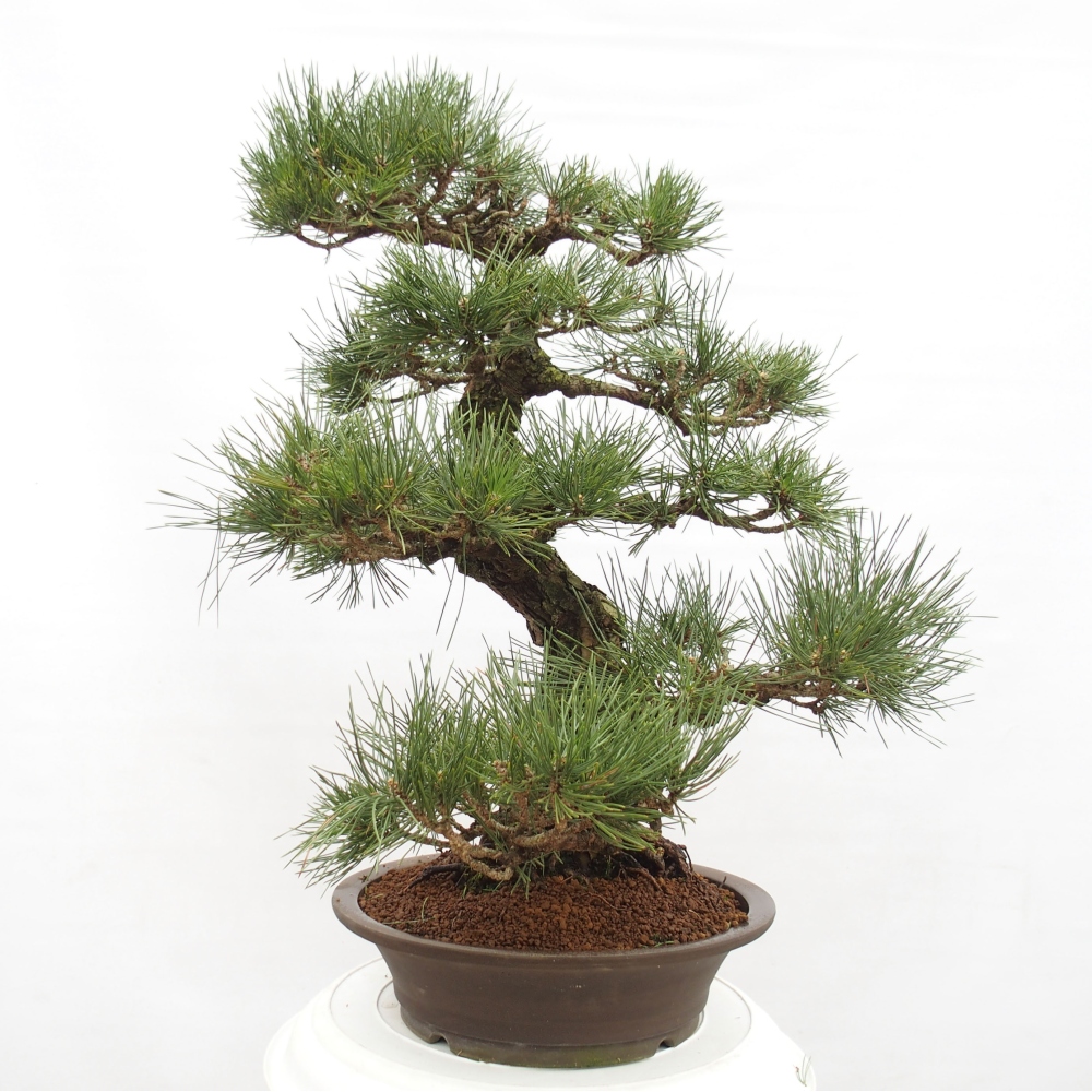 Outdoor-Bonsai - Pinus thunbergii - Thunbergkiefer