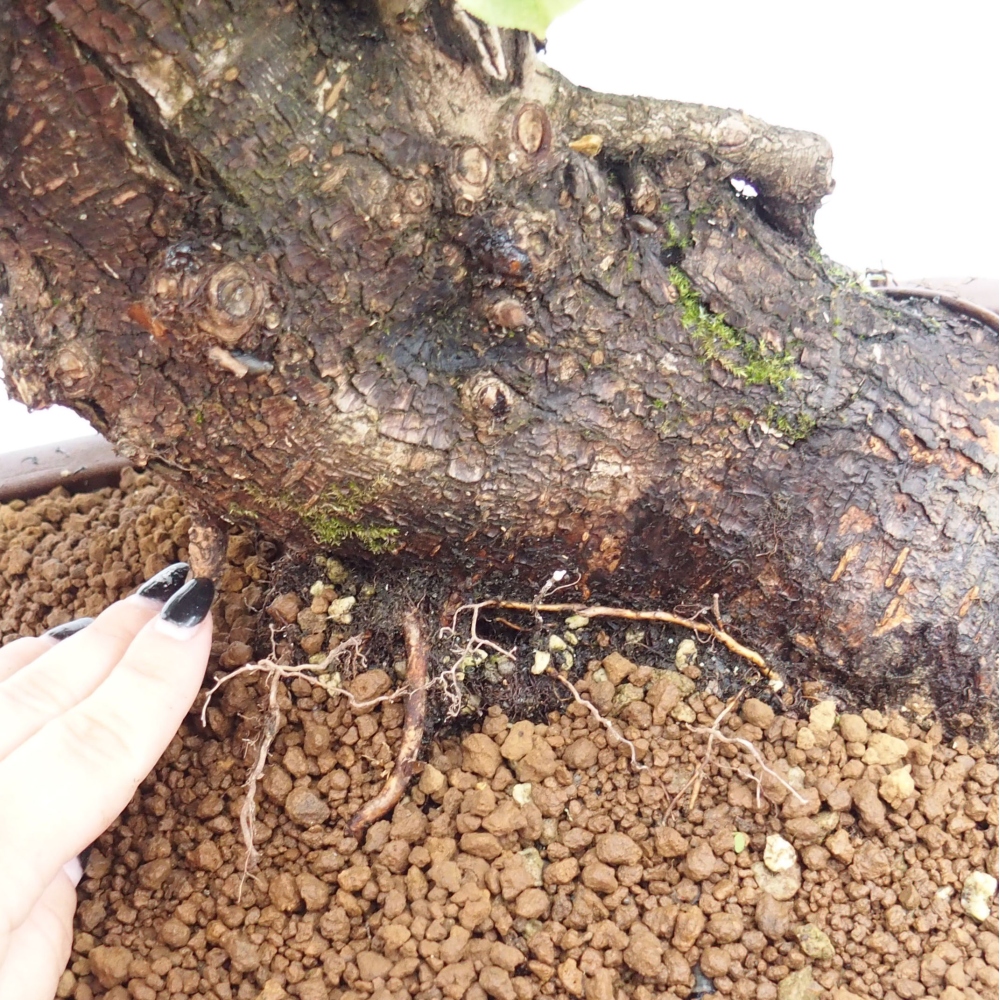 Bonsai im Freien - Mahalebka - Prunus mahaleb
