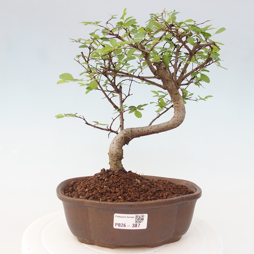 Zimmerbonsai - Ulmus parvifolia - Kleinblättrige Ulme