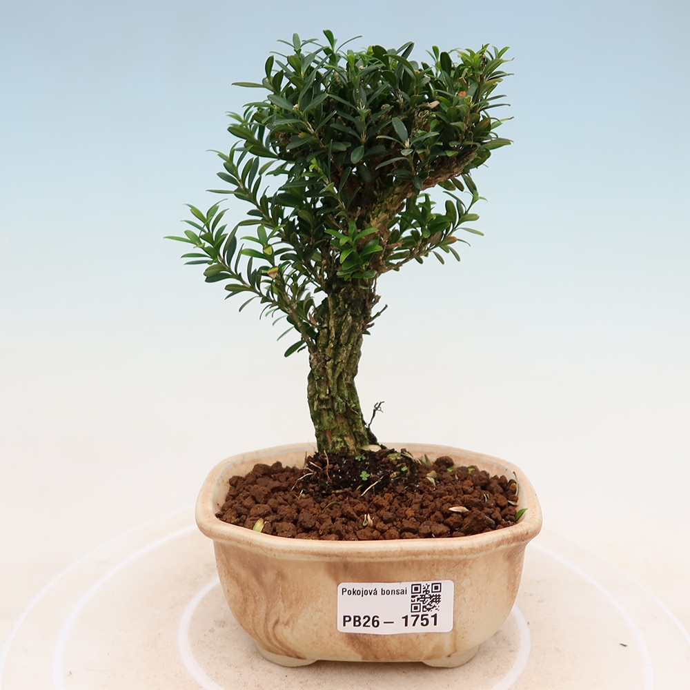 Zimmer Bonsai - Buxus harlandii - Korkbuxus
