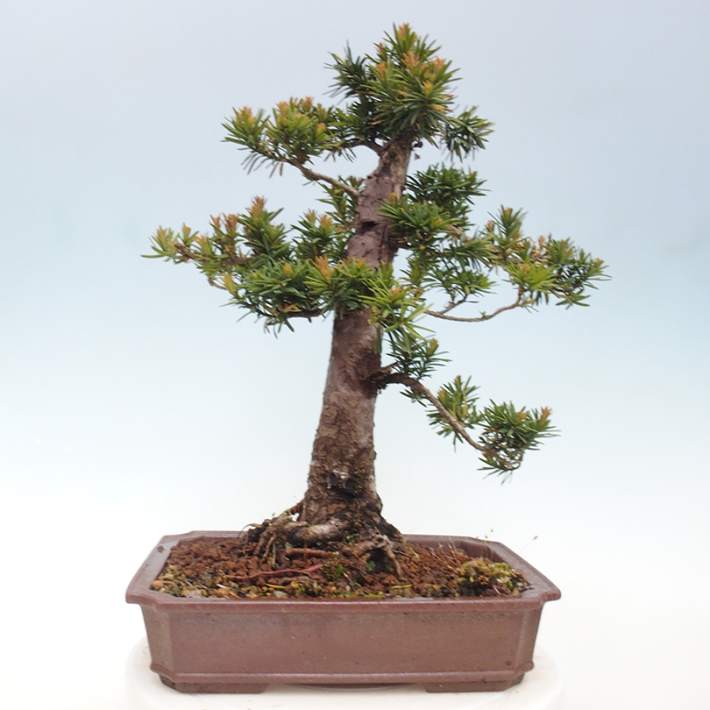 Bonsai im Freien - Taxus cuspidata - Japanische Eibe
