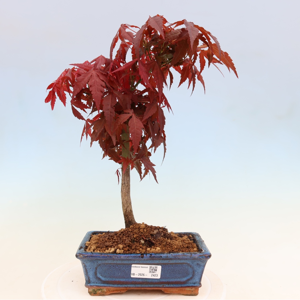 Bonsai für draußen - Acer-Palme. Atropurpureum-Javor palmate