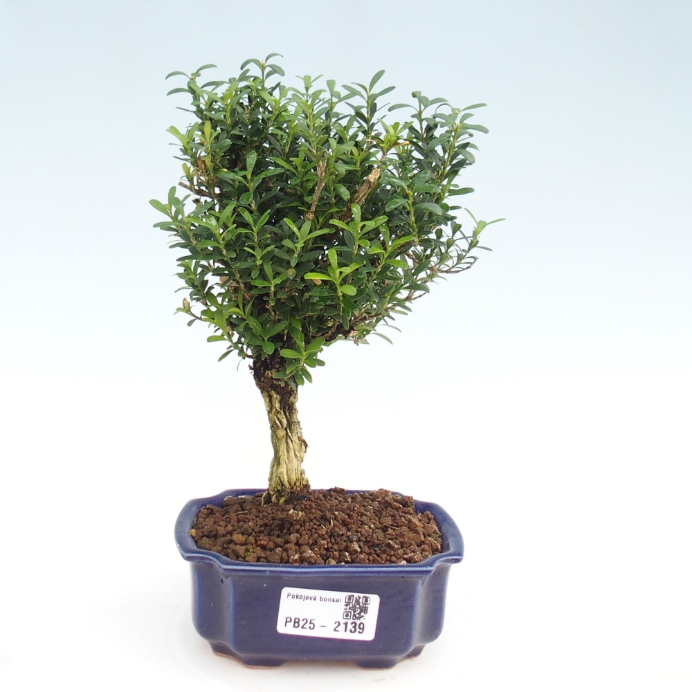 Zimmerbonsai - Buxus harlandii - Korkbuchsbaum