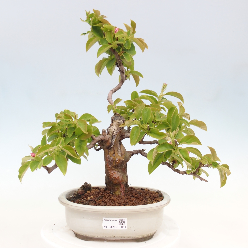 Bonsai für draußen - Pseudocydonia sinensis - Chinesische Quitte