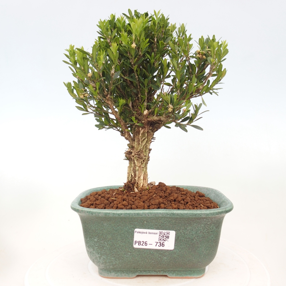 Zimmer Bonsai - Buxus harlandii - Korkbuxus