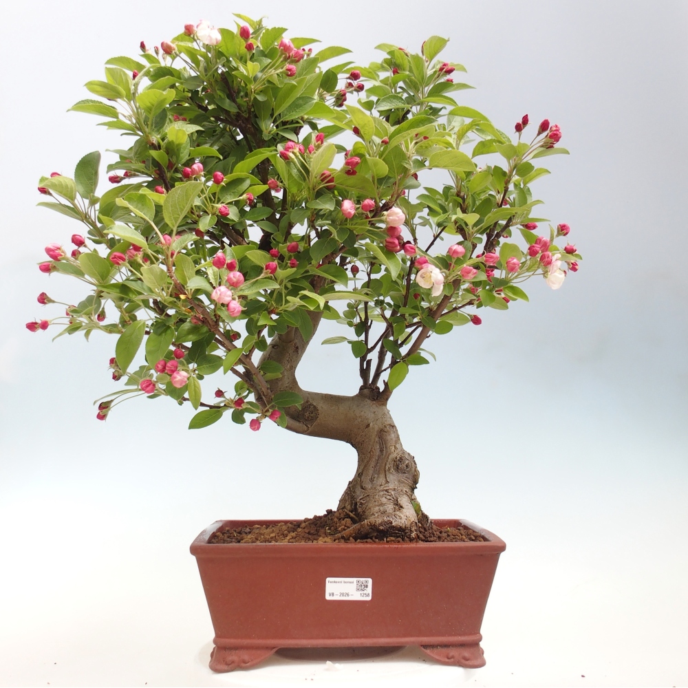 Outdoor-Bonsai -Malus halliana - Kleinfrüchtiger Apfelbaum