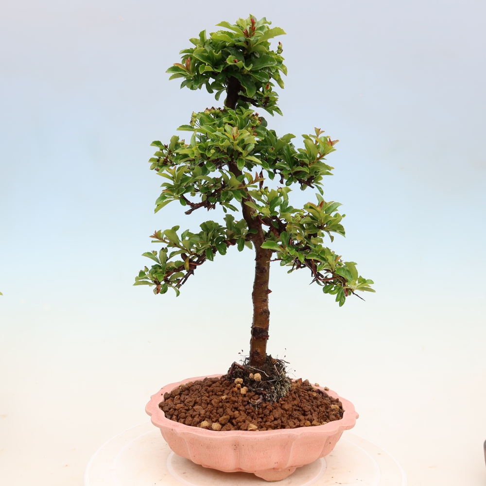 Bonsai für den Außenbereich – Pyracantha teton – Feuerdorn