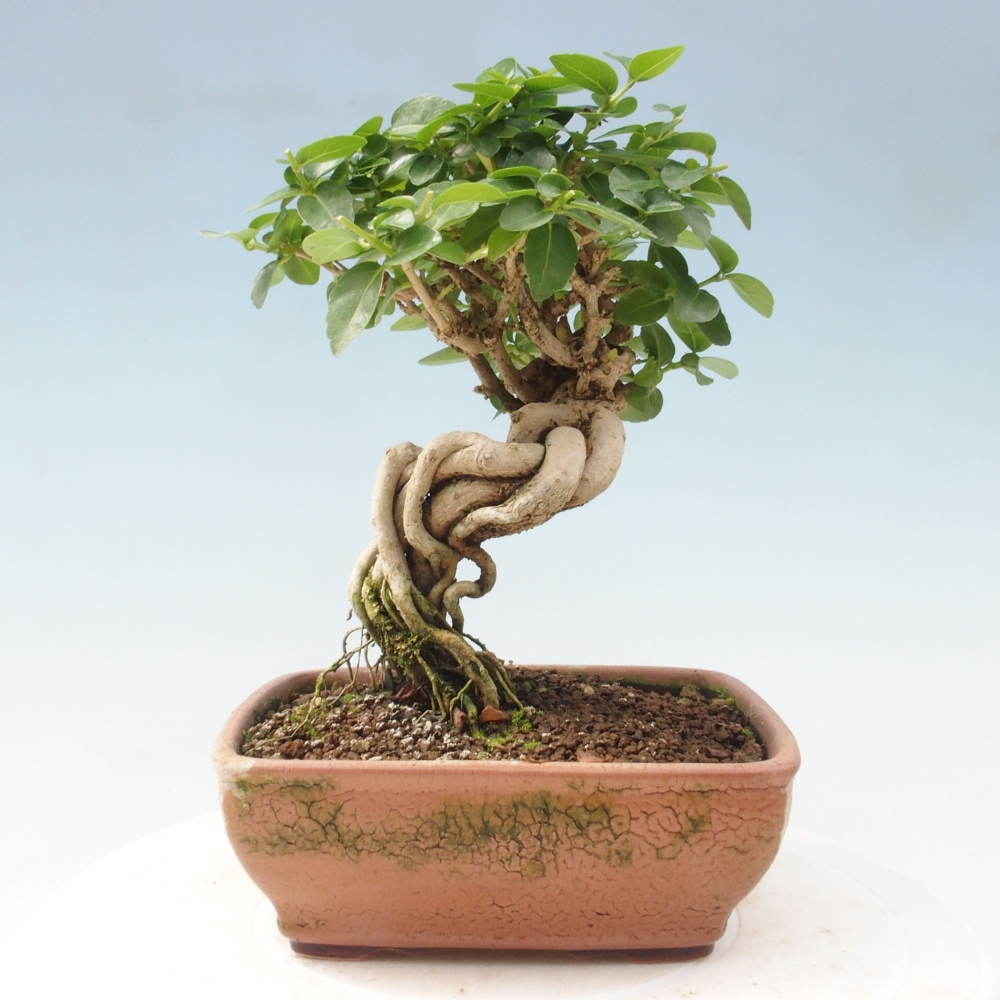 Zimmerbonsai - Premna serratifolia - Kozlovon kleinblättrig